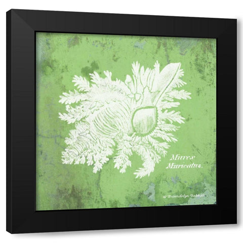 Caribbean Shell IV Black Modern Wood Framed Art Print with Double Matting by Babbitt, Gwendolyn