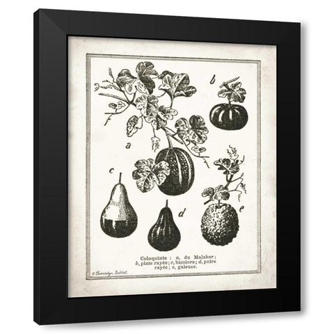 French Gourds Black Modern Wood Framed Art Print with Double Matting by Babbitt, Gwendolyn