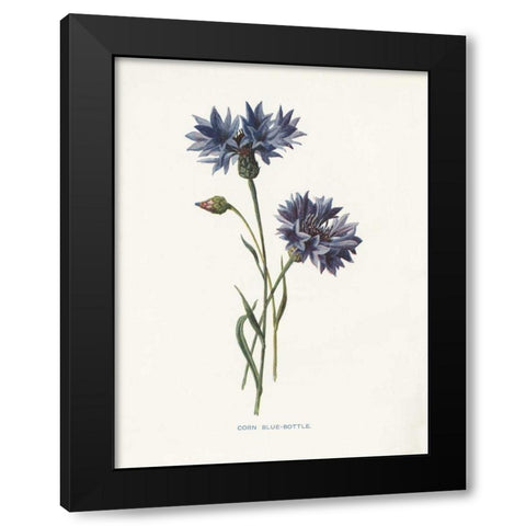 Corn Blue-Bottle Black Modern Wood Framed Art Print with Double Matting by Babbitt, Gwendolyn