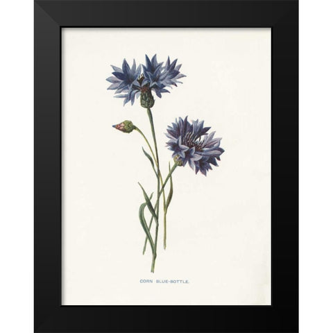 Corn Blue-Bottle Black Modern Wood Framed Art Print by Babbitt, Gwendolyn