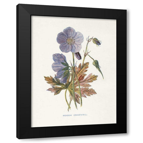 Meadow Cranes-Bill Black Modern Wood Framed Art Print with Double Matting by Babbitt, Gwendolyn
