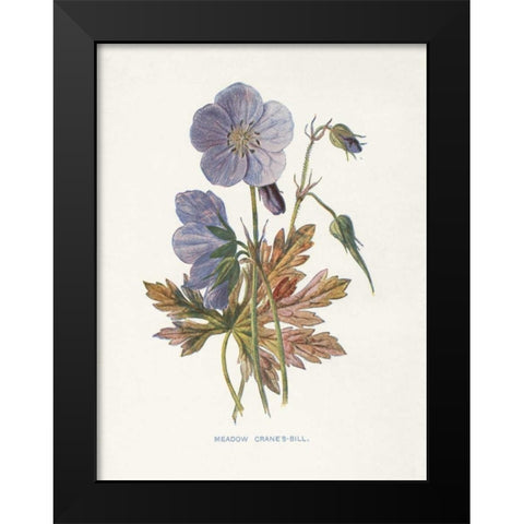 Meadow Cranes-Bill Black Modern Wood Framed Art Print by Babbitt, Gwendolyn