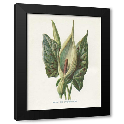 Green Arum Black Modern Wood Framed Art Print with Double Matting by Babbitt, Gwendolyn