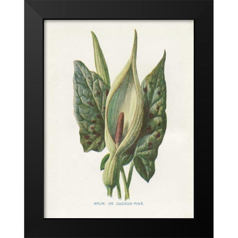 Green Arum Black Modern Wood Framed Art Print by Babbitt, Gwendolyn