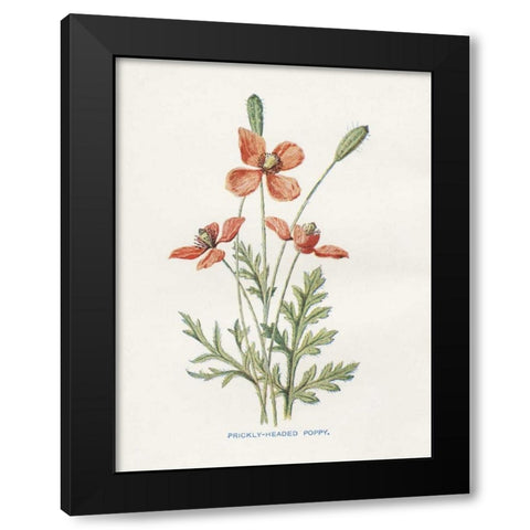 Prickly Headed Poppy Black Modern Wood Framed Art Print with Double Matting by Babbitt, Gwendolyn