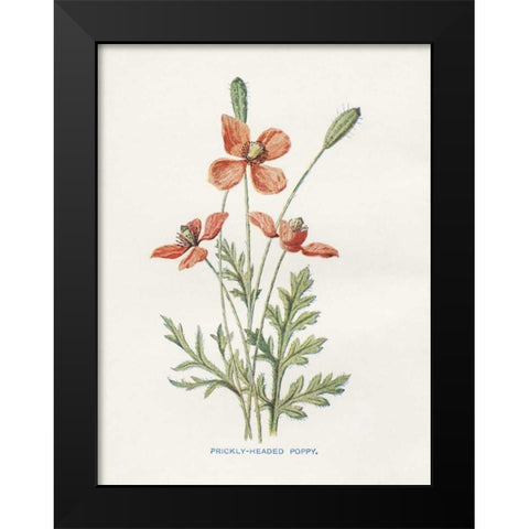 Prickly Headed Poppy Black Modern Wood Framed Art Print by Babbitt, Gwendolyn