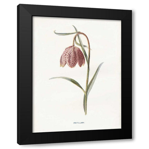 Fritillary Black Modern Wood Framed Art Print with Double Matting by Babbitt, Gwendolyn