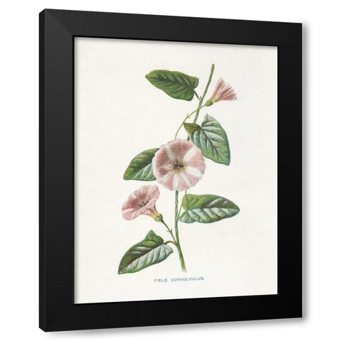 Field Convolvulus Black Modern Wood Framed Art Print by Babbitt, Gwendolyn