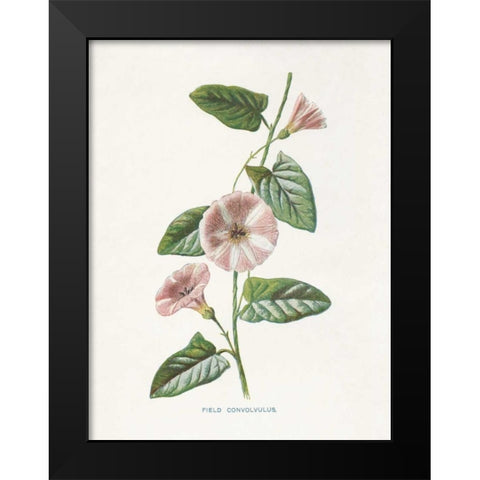 Field Convolvulus Black Modern Wood Framed Art Print by Babbitt, Gwendolyn