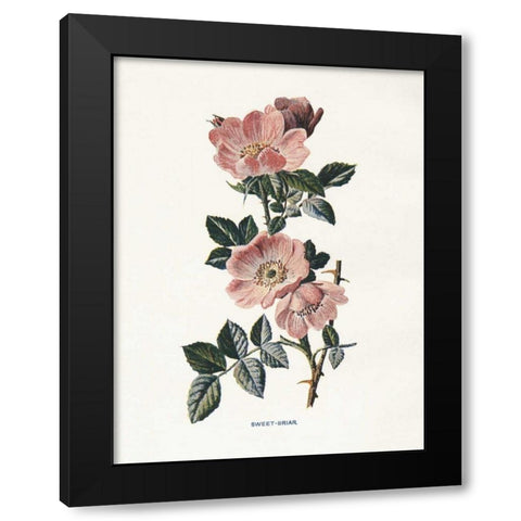 Sweet Briar Black Modern Wood Framed Art Print by Babbitt, Gwendolyn