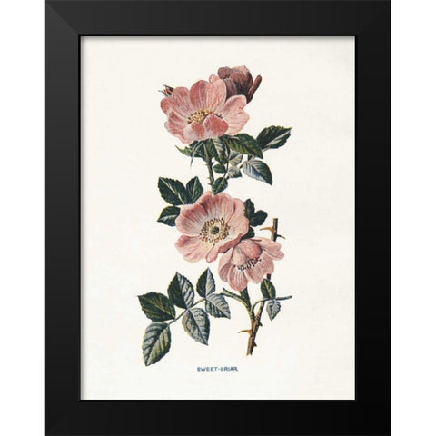Sweet Briar Black Modern Wood Framed Art Print by Babbitt, Gwendolyn