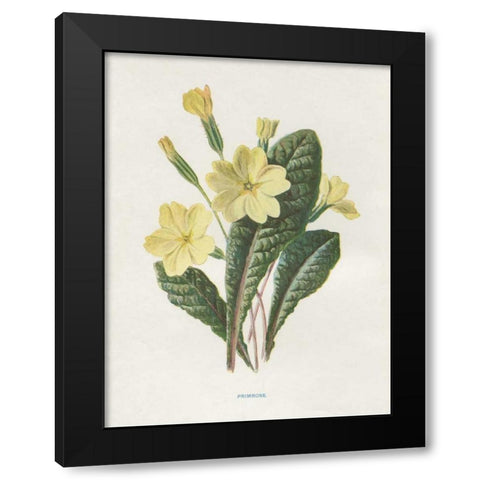 Primrose Black Modern Wood Framed Art Print with Double Matting by Babbitt, Gwendolyn