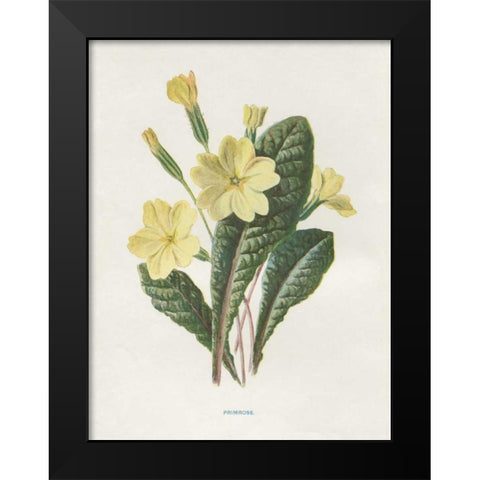 Primrose Black Modern Wood Framed Art Print by Babbitt, Gwendolyn