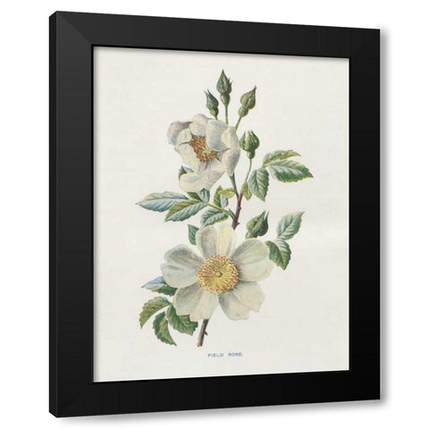 Field Rose Black Modern Wood Framed Art Print with Double Matting by Babbitt, Gwendolyn