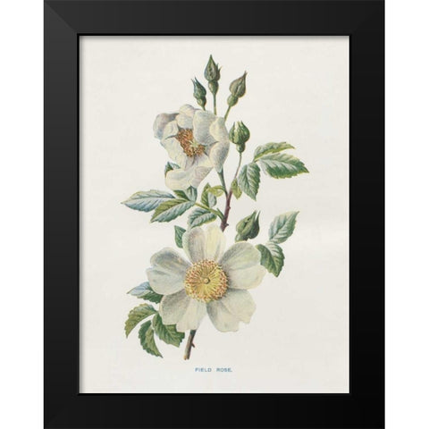 Field Rose Black Modern Wood Framed Art Print by Babbitt, Gwendolyn