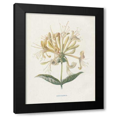 Honeysuckle Black Modern Wood Framed Art Print with Double Matting by Babbitt, Gwendolyn