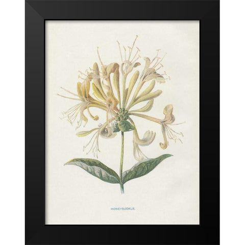Honeysuckle Black Modern Wood Framed Art Print by Babbitt, Gwendolyn