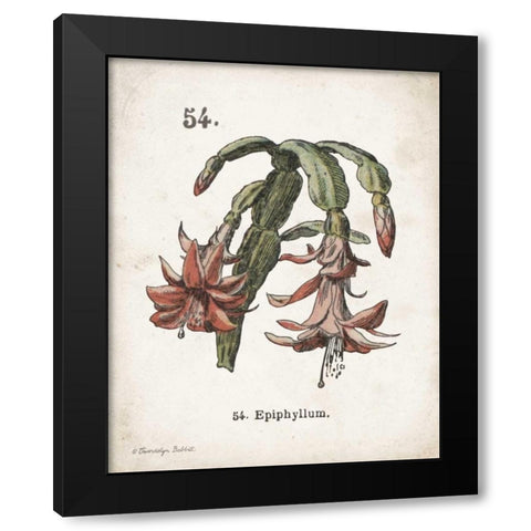 Cacti II Black Modern Wood Framed Art Print with Double Matting by Babbitt, Gwendolyn