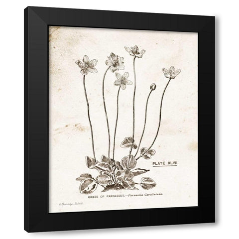 Flower Plate I Black Modern Wood Framed Art Print with Double Matting by Babbitt, Gwendolyn