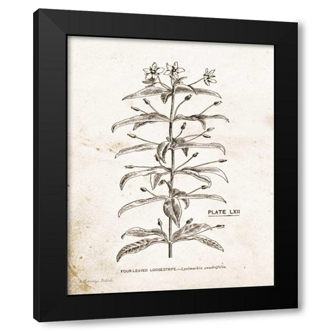 Flower Plate II Black Modern Wood Framed Art Print with Double Matting by Babbitt, Gwendolyn