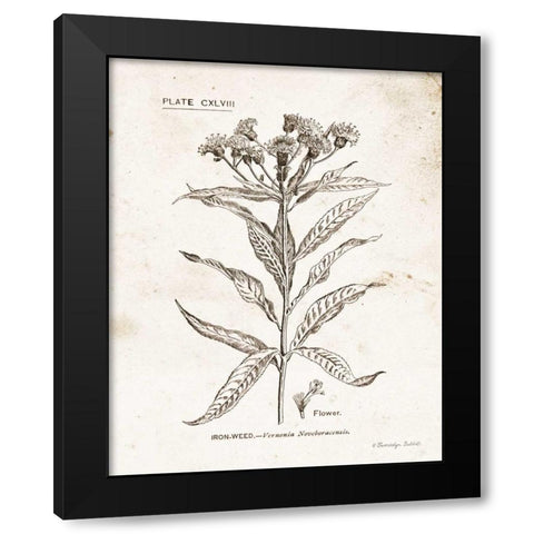 Flower Plate III Black Modern Wood Framed Art Print with Double Matting by Babbitt, Gwendolyn
