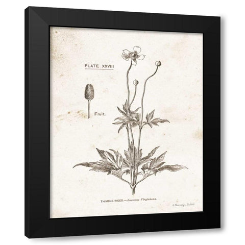 Flower Plate IV Black Modern Wood Framed Art Print with Double Matting by Babbitt, Gwendolyn