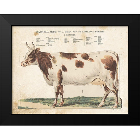 Anatomical Model Cow Black Modern Wood Framed Art Print by Babbitt, Gwendolyn