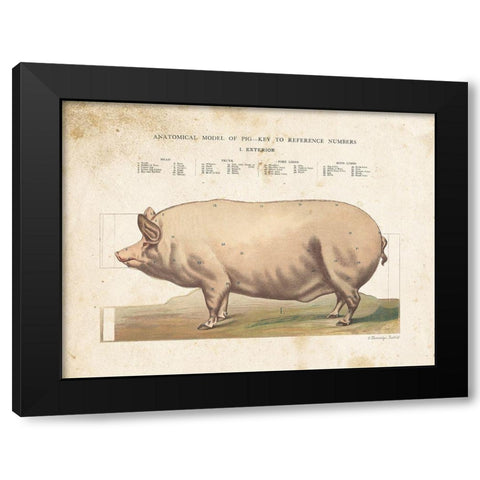 Anatomical Model Pig Black Modern Wood Framed Art Print by Babbitt, Gwendolyn