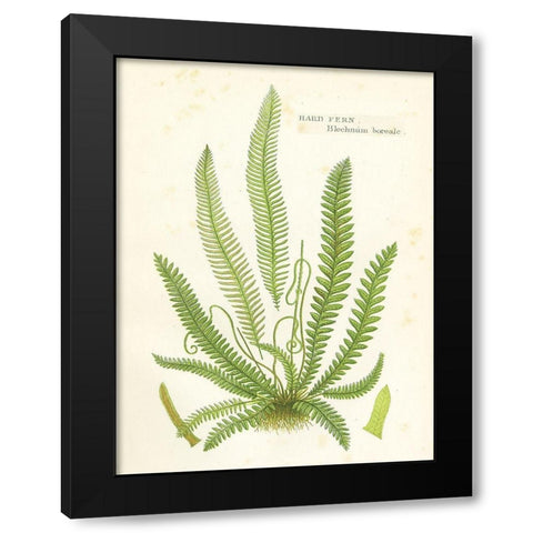 Fern I Black Modern Wood Framed Art Print by Babbitt, Gwendolyn