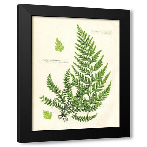 Fern IV Black Modern Wood Framed Art Print with Double Matting by Babbitt, Gwendolyn