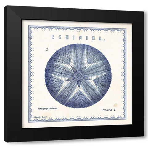 Sea Urchin I Black Modern Wood Framed Art Print by Babbitt, Gwendolyn