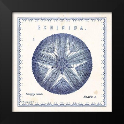 Sea Urchin I Black Modern Wood Framed Art Print by Babbitt, Gwendolyn