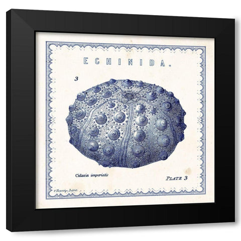 Sea Urchin III Black Modern Wood Framed Art Print with Double Matting by Babbitt, Gwendolyn