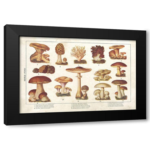 Mushroom Chart II Black Modern Wood Framed Art Print with Double Matting by Babbitt, Gwendolyn