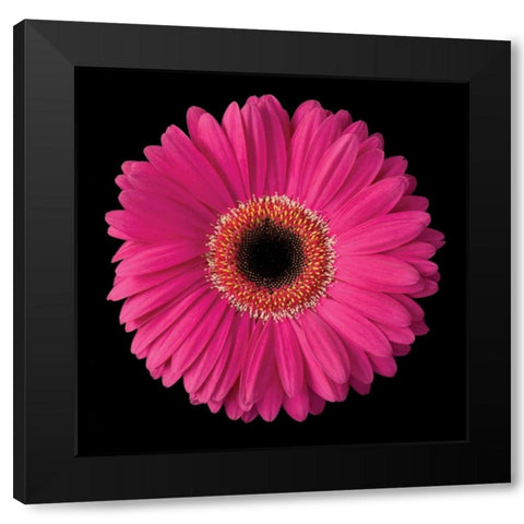Gerbera Daisy Pink Black Modern Wood Framed Art Print by Christensen, Jim