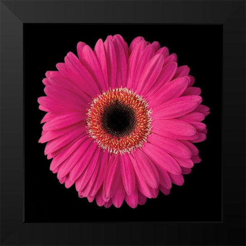 Gerbera Daisy Pink Black Modern Wood Framed Art Print by Christensen, Jim