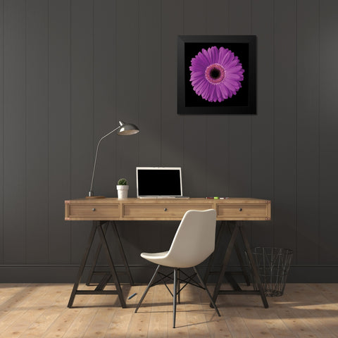 Gerbera Daisy Purple Black Modern Wood Framed Art Print by Christensen, Jim