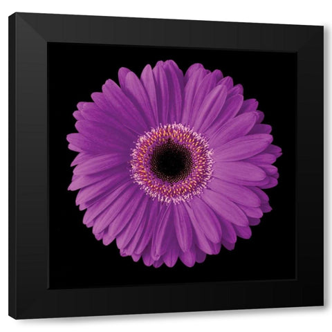 Gerbera Daisy Purple Black Modern Wood Framed Art Print with Double Matting by Christensen, Jim