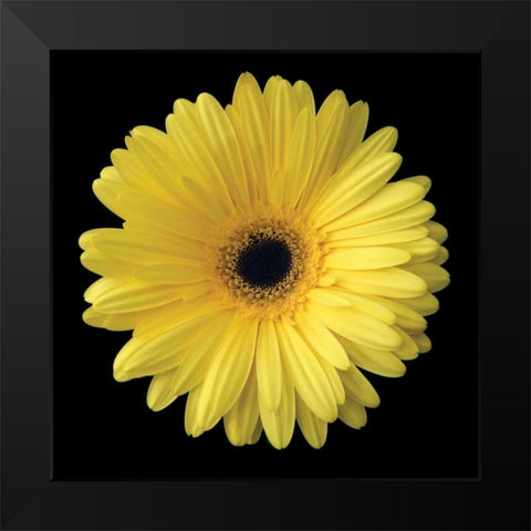 Gerbera Daisy Yellow Black Modern Wood Framed Art Print by Christensen, Jim