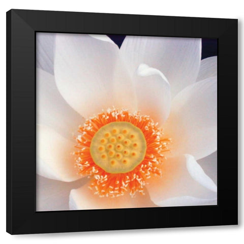 Lotus I Black Modern Wood Framed Art Print with Double Matting by Christensen, Jim