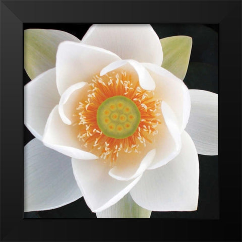 Lotus II Black Modern Wood Framed Art Print by Christensen, Jim