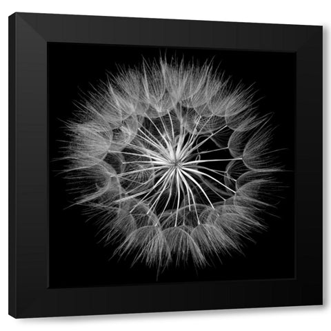 Goats Beard V Black Modern Wood Framed Art Print by Christensen, Jim