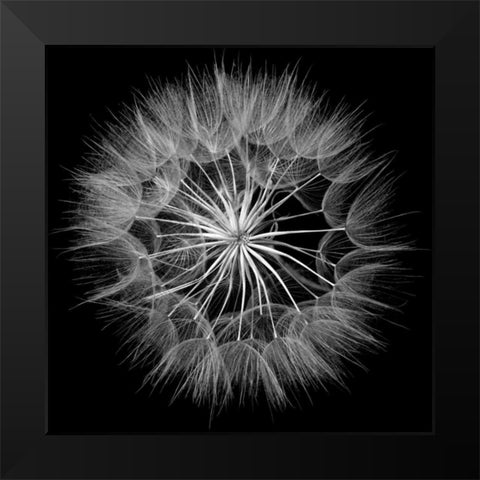 Goats Beard V Black Modern Wood Framed Art Print by Christensen, Jim