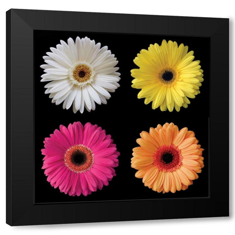 Gerbera Group I Black Modern Wood Framed Art Print by Christensen, Jim