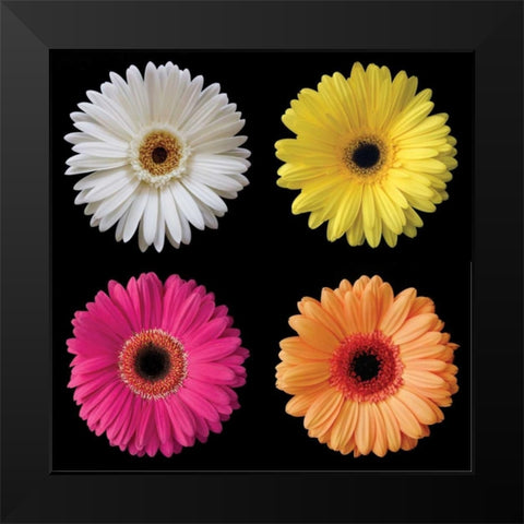 Gerbera Group I Black Modern Wood Framed Art Print by Christensen, Jim