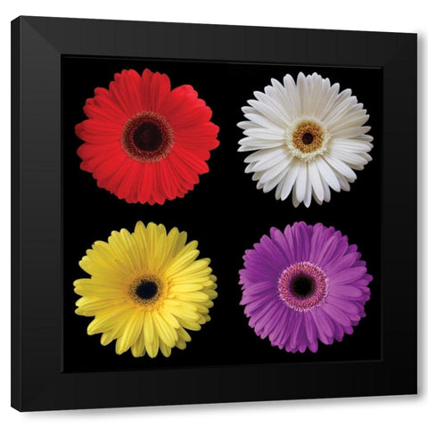 Gerbera Group II Black Modern Wood Framed Art Print by Christensen, Jim