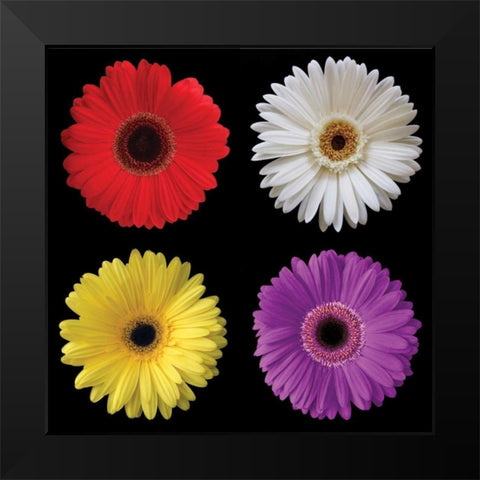 Gerbera Group II Black Modern Wood Framed Art Print by Christensen, Jim