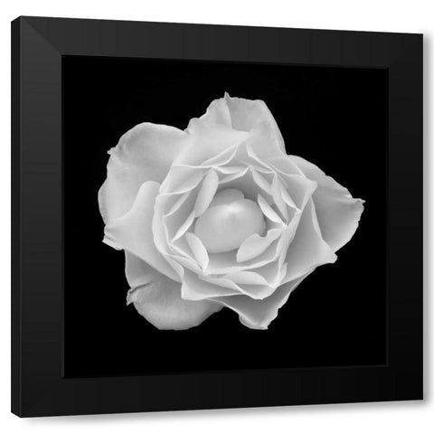 White Rose I Black Modern Wood Framed Art Print by Christensen, Jim