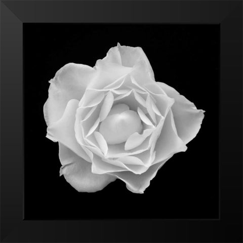 White Rose I Black Modern Wood Framed Art Print by Christensen, Jim