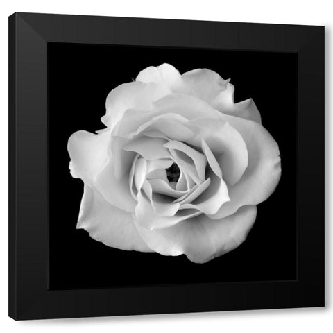 White Rose II Black Modern Wood Framed Art Print by Christensen, Jim